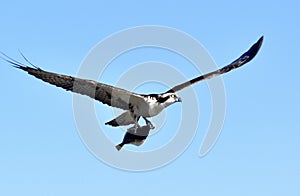 Osprey