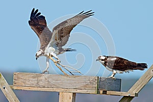 Osprey