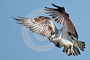 Osprey