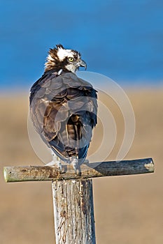 Osprey