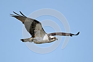 Osprey