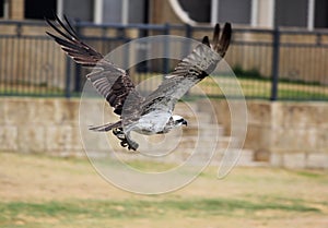 Osprey