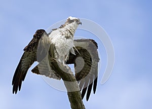 Osprey