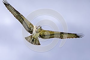 Osprey in the Adirondacks Birds of Prey