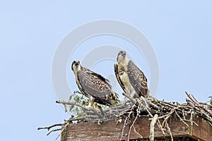 Osprey in the Adirondacks Birds of Prey