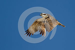 Osprey in the air