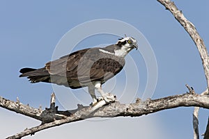 Osprey, American subspecies