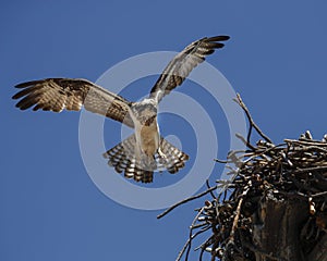 Osprey approaching nest