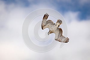 An Osprey on an attack dive to capture a fish