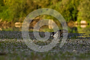 Osprey on a bank of a river.