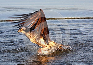 Osprey and Bass tug-o-war!!!