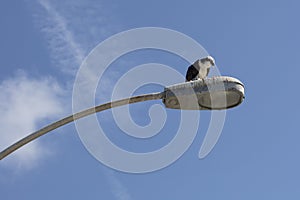 An Osprey bird eating prey on top of a street light in La Jolla, California