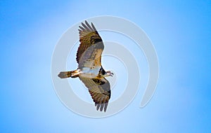 Osprey Bird in Flight