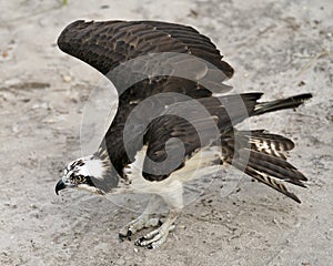 Osprey Bird Photo. Picture. Image. Portrait. Osprey close-up profile view. Spread wings. Brown color