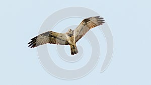 Osprey bird of prey flies over the lake in search of fish