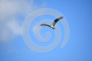 Osprey Bird Soaring in Flight in Cloudy Skies