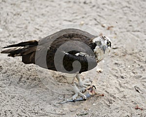 Osprey Bird Stock Photos.  Osprey bird close-up profile view looking at the camera with a fish in talons
