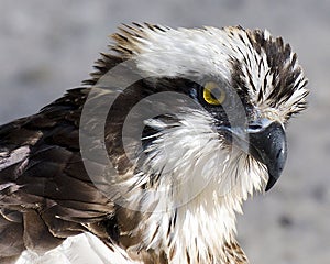 Osprey Bird Stock Photos.  Osprey Bird head close-up profile view with bokeh bacground