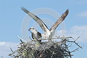 Osprey birds nest Florida