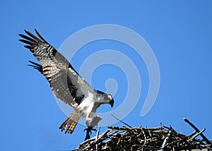 Osprey bringing dinner