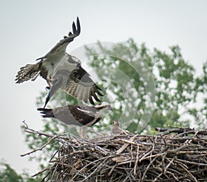 Osprey bringing fish to family