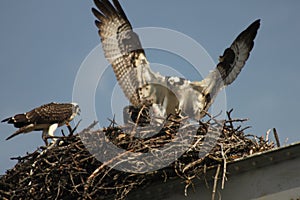 Osprey bringing fish to the nest