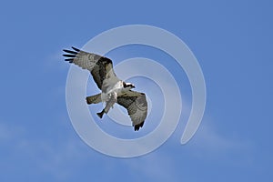 Osprey bringing home dinner