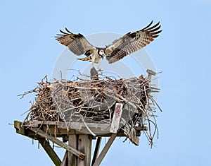 Osprey building nest, Jamaica Bay, Queens, New York City