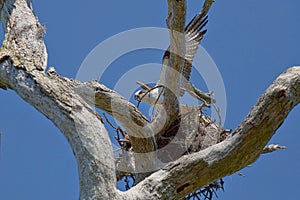 Osprey Building Nest