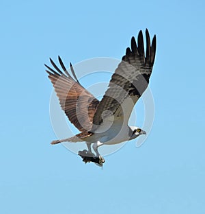Osprey with a Bullhead Fish