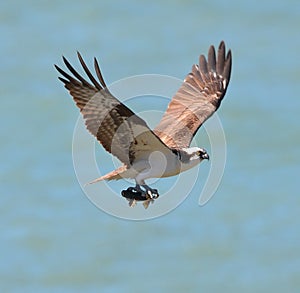 Osprey with Bullhead Fish 2
