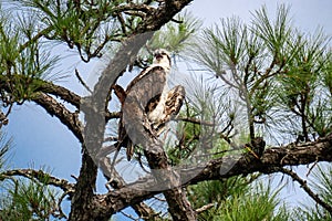 Osprey calling while perched up high on a pine tree branch
