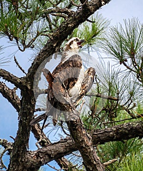 Osprey calling while perched up high on a pine tree branch