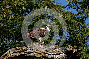 Osprey Calling on a Tree