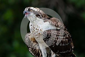 Osprey calls out