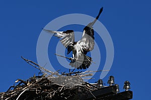 Osprey carries a branch to build a nest