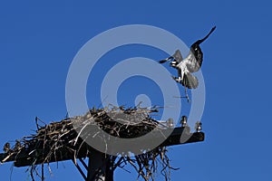 Osprey carries a branch to build a nest
