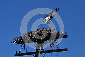 Osprey carries a branch to build a nest