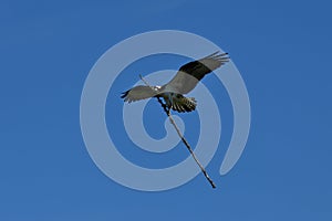 Osprey carries a branch to build a nest