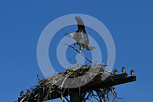 Osprey carries a branch to build a nest