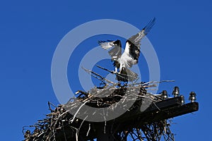Osprey carries a branch to build a nest