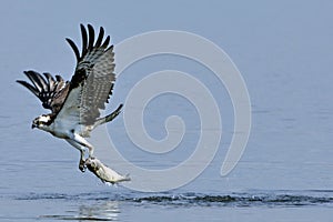 Osprey Carrying Fish photo