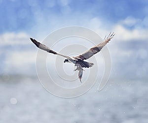 Osprey Carrying A Fish In It`s Talons