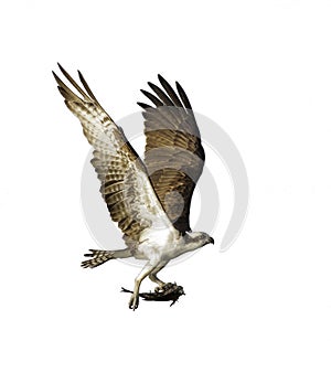Osprey Carrying Fish in it`s Talons