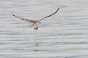 Osprey carrying fish in talons with wings spread over calm ocean water