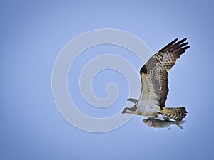 Osprey with Catch