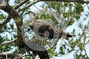 Osprey and Catch