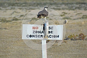 Osprey with Catch, Guerrero Negro, Baja California photo