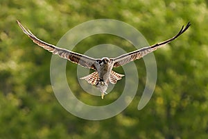 Osprey Catch IX