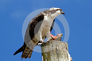 Osprey with a catch on a light pole